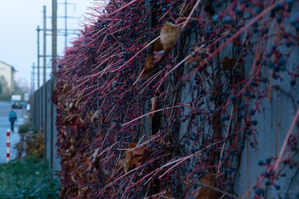 Questa immagine è stata scattata con un valore Kelvin troppo basso (3500 K).