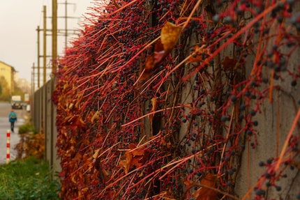 Ecco come appare quando aumento a 7500 K in formato RAW. Questa è una correzione eccessiva, ma rende più chiara la differenza.