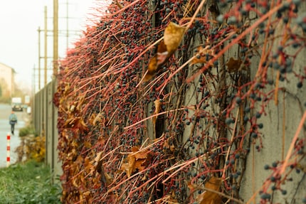 In JPEG non riesco a far sì che la correzione renda i colori altrettanto forti.