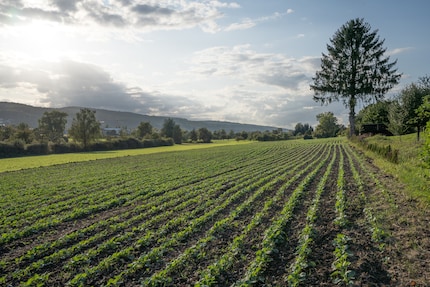 L'immagine dall'alto, con una schiarita di profondità del 100 percento