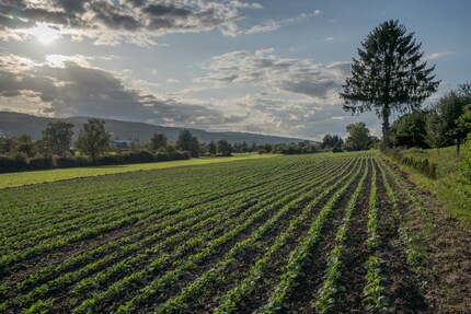 Scurimento aggiuntivo del 100 percento delle luci