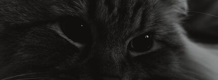 Katze in XPan